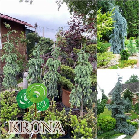 Саджанці купити Ялина колюча (Picea pungens) "Glauca Pendula"/H 120-130 см/контейнер С30 L
