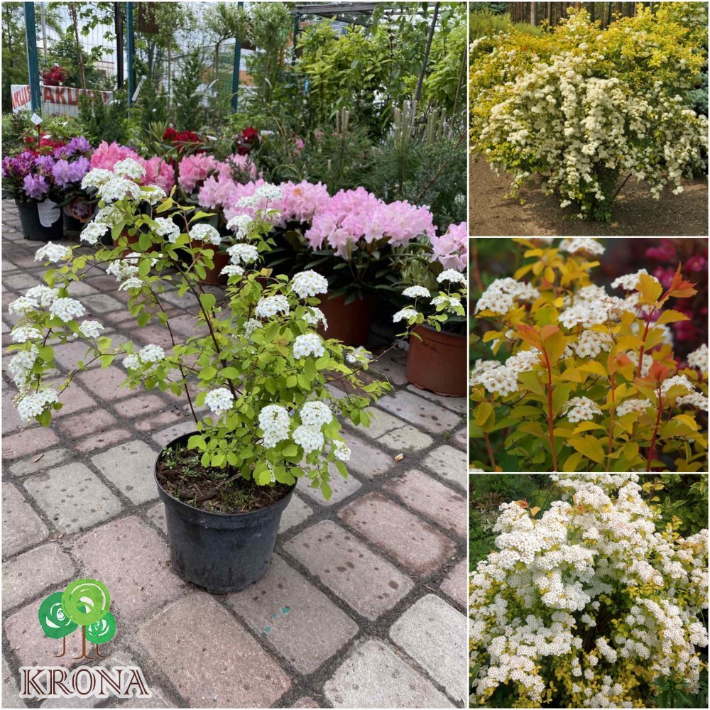 Саджанці купити Спірея Вангутта (Spiraea Vanhouttei) "Gold Fountain"/H 30-40 см/контейнер С3 L