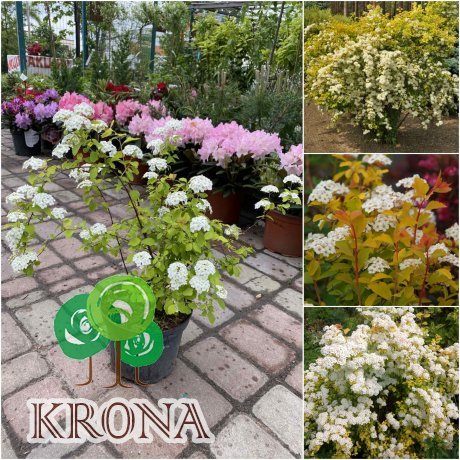 Саджанці купити Спірея Вангутта (Spiraea Vanhouttei) "Gold Fountain"/H 30-40 см/контейнер С3 L