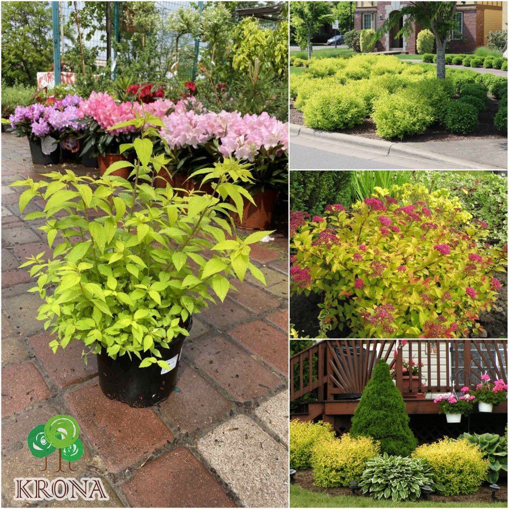 Саджанці купити Спірея японська (Spiraea japonica) "Goldmound" / контейнер C2 L