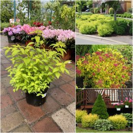 Спірея японська (Spiraea japonica) "Goldmound" / контейнер C2 L