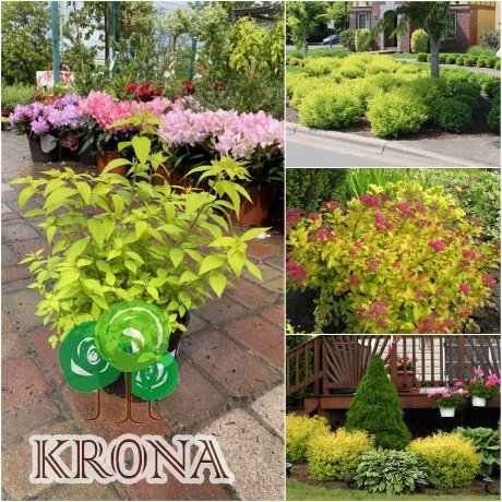 Саджанці купити Спірея японська (Spiraea japonica) "Goldmound" / контейнер C2 L