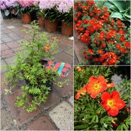 Перстач чагарниковий (Potentilla fruticosa) "Red Ace"/ контейнер С5 L