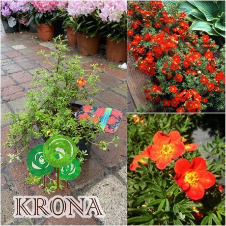 Саджанці купити Перстач чагарниковий (Potentilla fruticosa) "Red Ace"/ контейнер С5 L