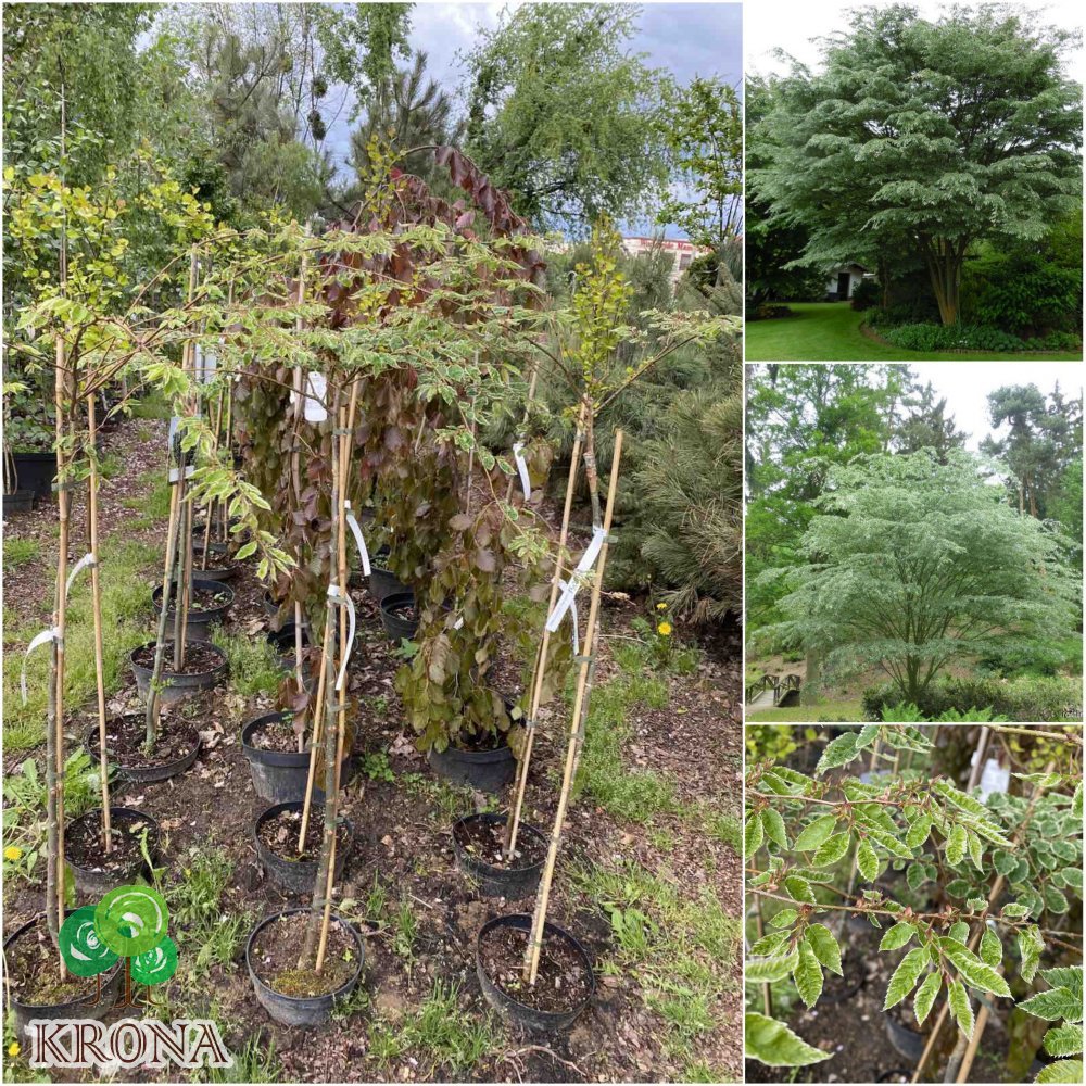 Саджанці купити Дзельква японська (Zelkova Serrata) "Variegata"/Stam 100-120 см/контейнер С5 L