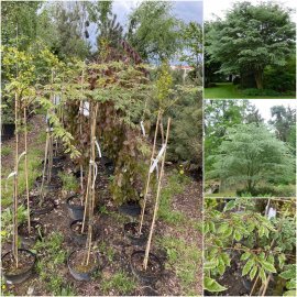 Дзельква японська (Zelkova Serrata) "Variegata"/Stam 100-120 см/контейнер С5 L