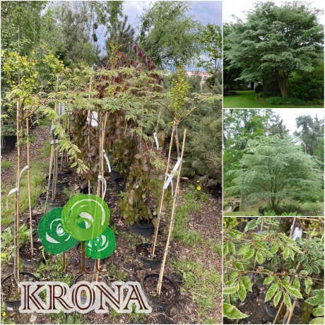 Саджанці купити Дзельква японська (Zelkova Serrata) "Variegata"/Stam 100-120 см/контейнер С5 L