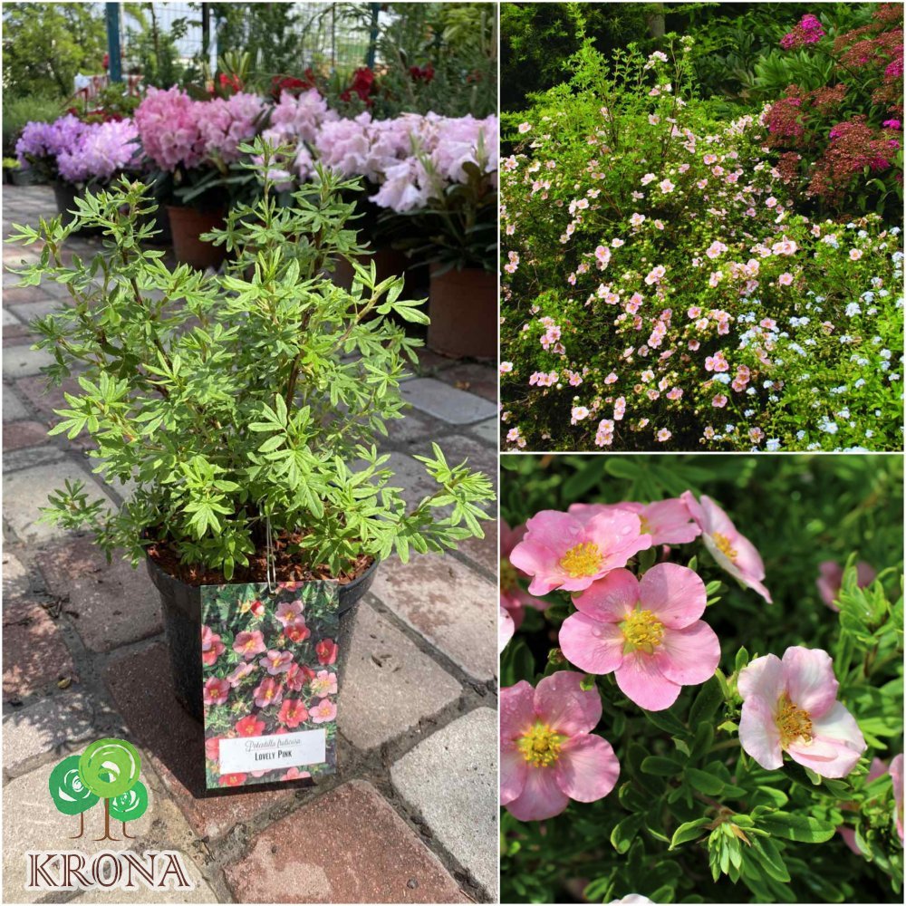 Саджанці купити Перстач чагарниковий (Potentilla fruticosa) "Lovely Pink"/"Pink Beauty"/контейнер С5 L