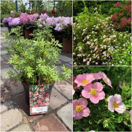 Перстач чагарниковий (Potentilla fruticosa) "Lovely Pink"/"Pink Beauty"/контейнер С5 L
