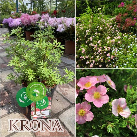 Саджанці купити Перстач чагарниковий (Potentilla fruticosa) "Lovely Pink"/"Pink Beauty"/контейнер С5 L