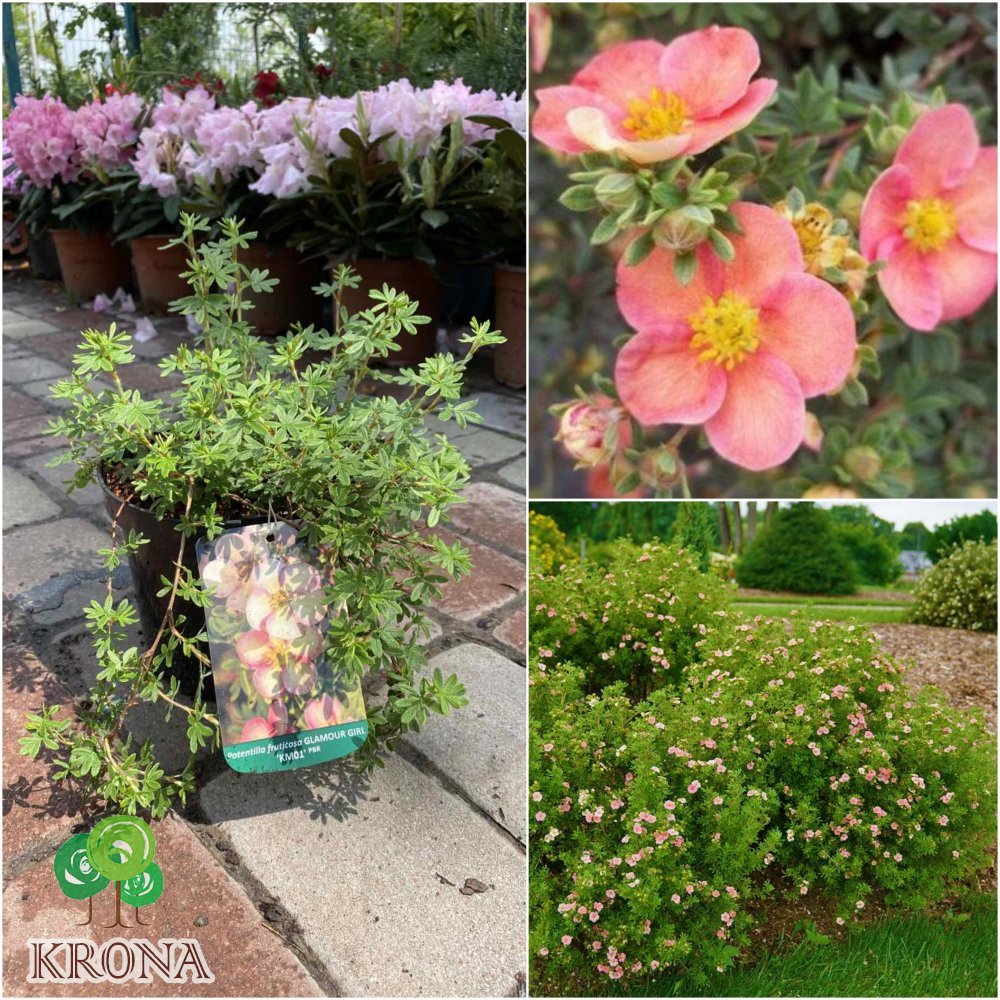 Саджанці купити Перстач чагарниковий (Potentilla fruticosa) "Glamour Girl"/ контейнер С2 L