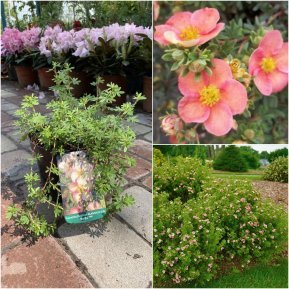 Перстач чагарниковий (Potentilla fruticosa) "Glamour Girl"/ контейнер С2 L