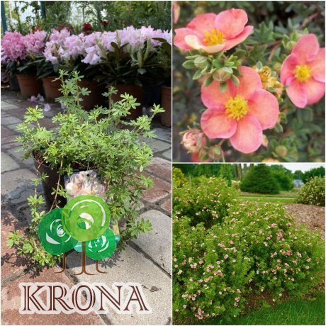 Саджанці купити Перстач чагарниковий (Potentilla fruticosa) "Glamour Girl"/ контейнер С2 L