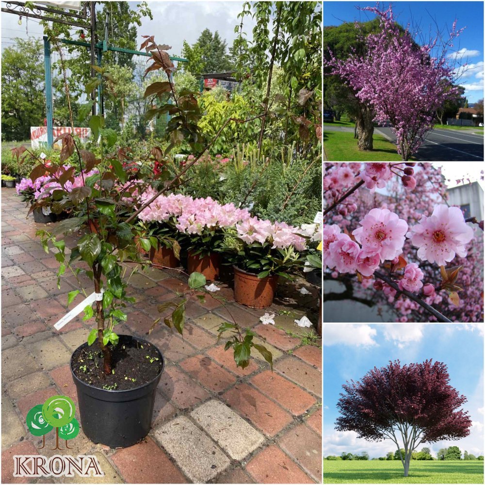 Саджанці купити Слива Блайра (Prunus blireana)/Н 80-100 см/контейнер С5 L