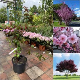Слива Блайра (Prunus blireana)/Н 80-100 см/контейнер С5 L Слива Блайра (Prunus blireana)/Н 80-100 см/контейнер С5 L