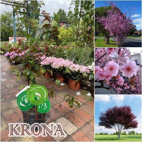 Саджанці купити Слива Блайра (Prunus blireana)/Н 80-100 см/контейнер С5 L