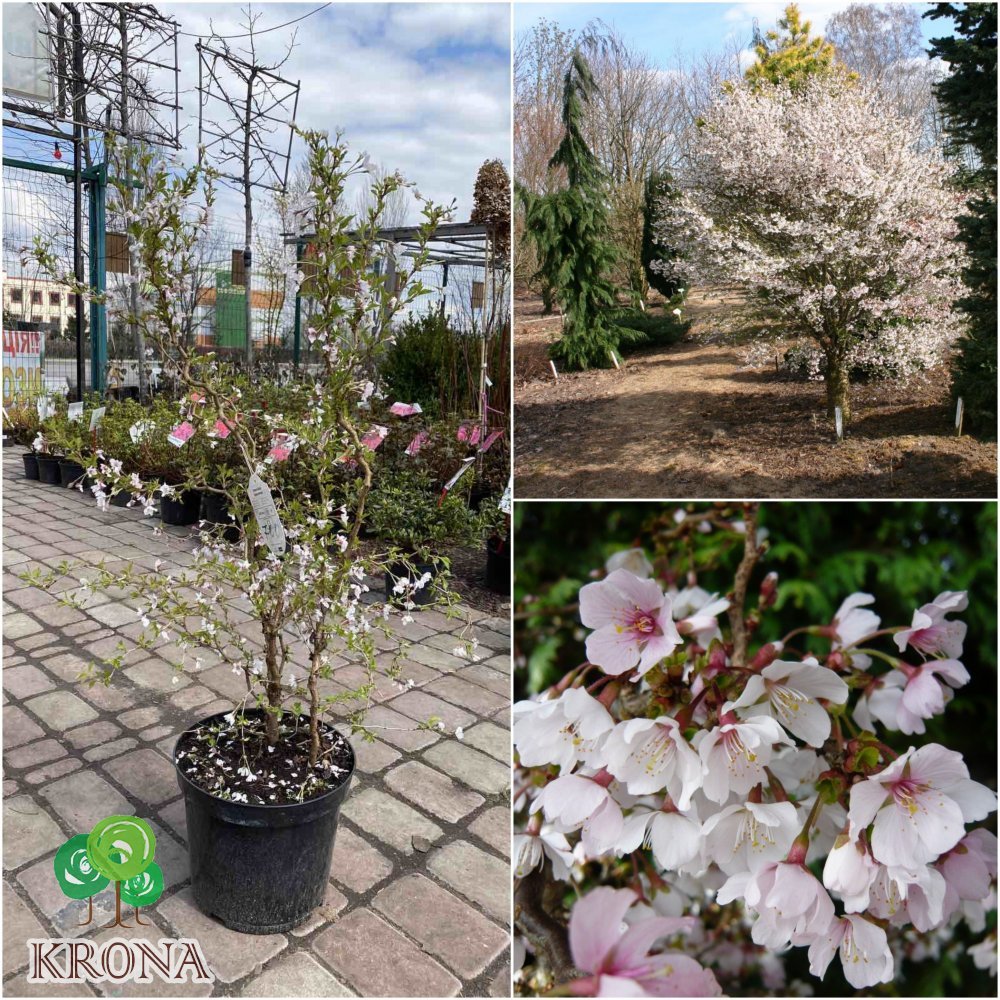 Саджанці купити Вишня японська (Prunus incisa) "Kojou-no-mai"/Н 70-80 см/контейнер С7.5 L