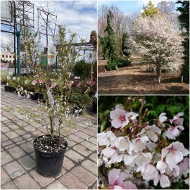 Вишня японська (Prunus incisa) "Kojou-no-mai"/Н 70-80 см/контейнер С7.5 L