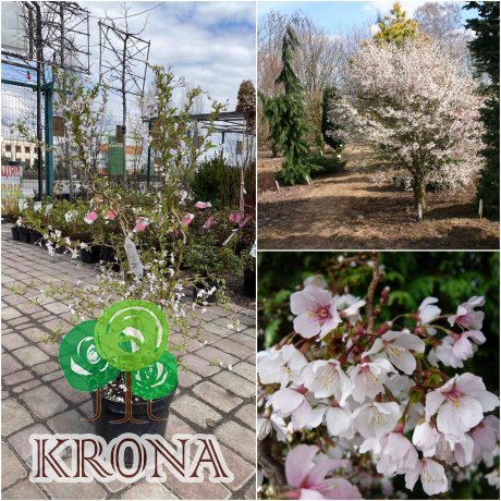 Саджанці купити Вишня японська (Prunus incisa) "Kojou-no-mai"/Н 70-80 см/контейнер С7.5 L