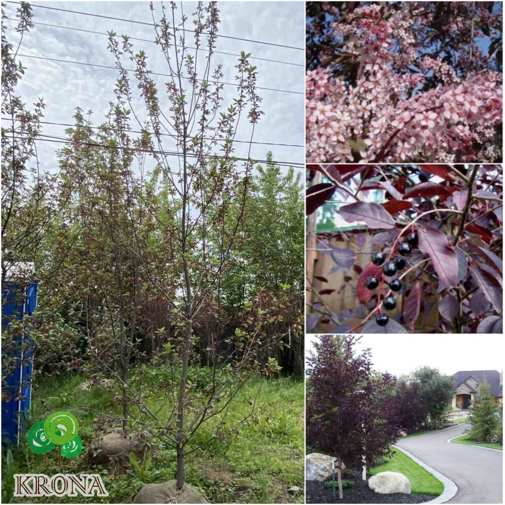 Саджанці купити Черемха віргінська (Prunus virginiana) "Shubert" / H 350-400 см/АЛЕ 18-20см / ком