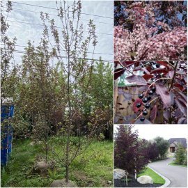 Черемха віргінська (Prunus virginiana) "Shubert" / H 350-400 см/АЛЕ 18-20см / ком