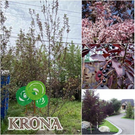 Саджанці купити Черемха віргінська (Prunus virginiana) "Shubert" / H 350-400 см/АЛЕ 18-20см / ком