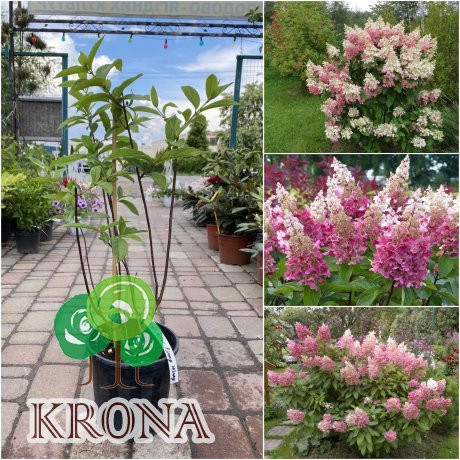 Саджанці купити Гортензія волотиста  "Pinky Winky" / контейнер C7.5 L