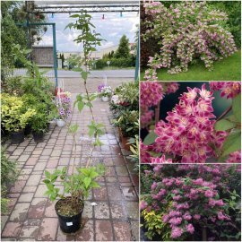 Дейція гібридна (Deutzia hybrida) "Strawberry Fields"/контейнер С7.5 L