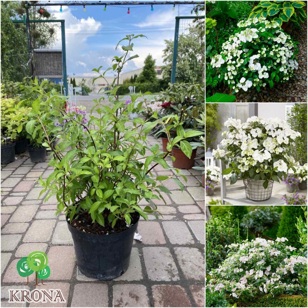 Саджанці купити Гортензія (Hydrangea) "Runaway Bride"/Н 50-60 см/контейнер С 10 L