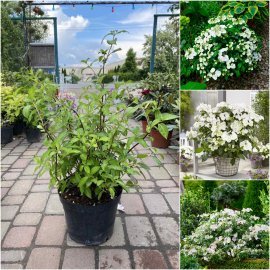 Гортензія (Hydrangea) "Runaway Bride"/Н 50-60 см/контейнер С 10 L
