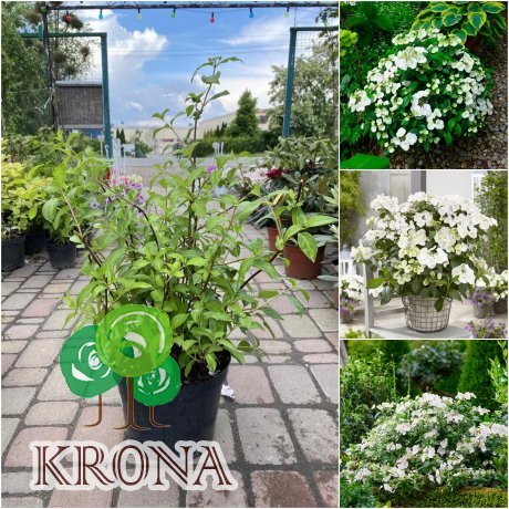 Саджанці купити Гортензія (Hydrangea) "Runaway Bride"/Н 50-60 см/контейнер С 10 L
