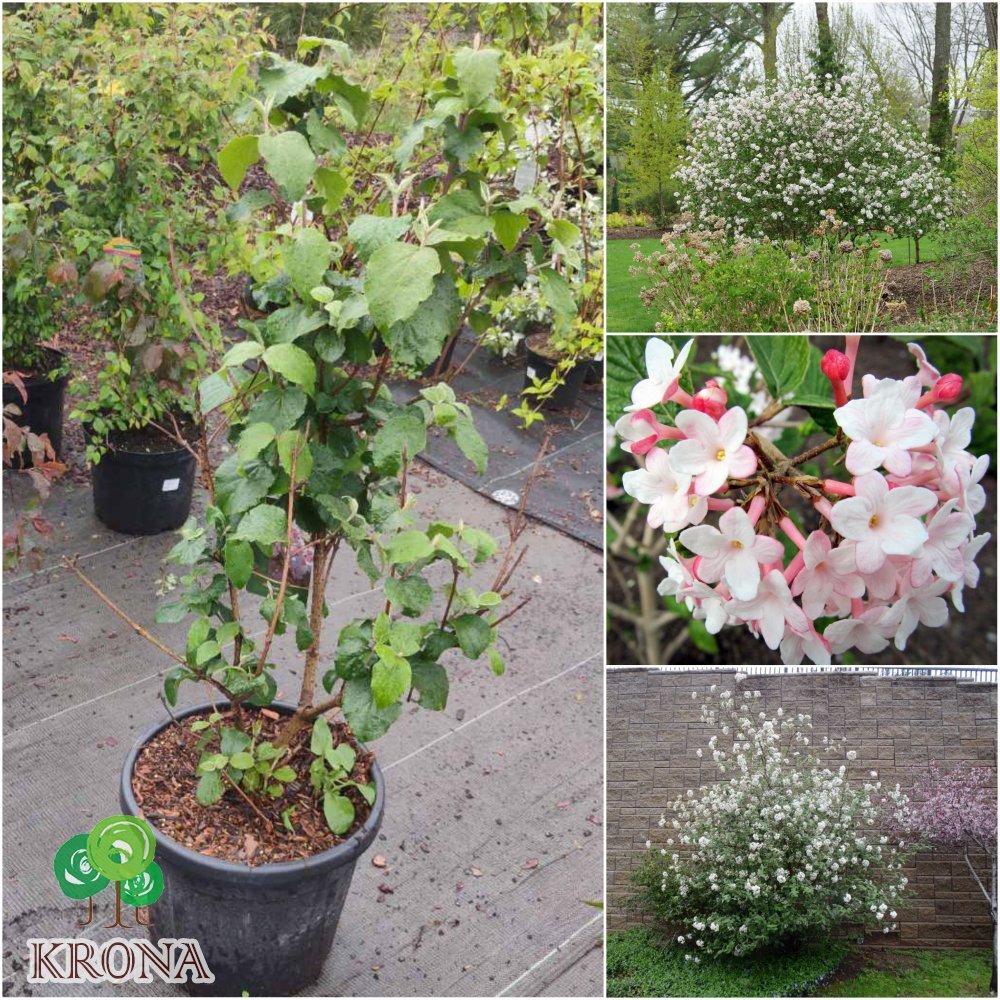 Саджанці купити Калина Карльса (лат. Viburnum carlesii) "Aurora"/Н 80-100 см/контейнер C15 L