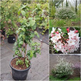 Калина Карльса (лат. Viburnum carlesii) "Aurora"/Н 80-100 см/контейнер C15 L Калина Карльса (лат. Viburnum carlesii) "Aurora"/Н 80-100 см/контейнер C15 L