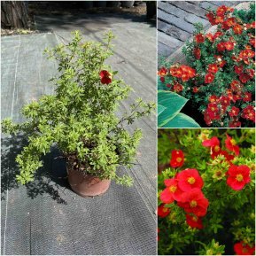Перстач чагарниковий (Potentilla fruticosa) "Marian Red Robin" / контейнер С5 L