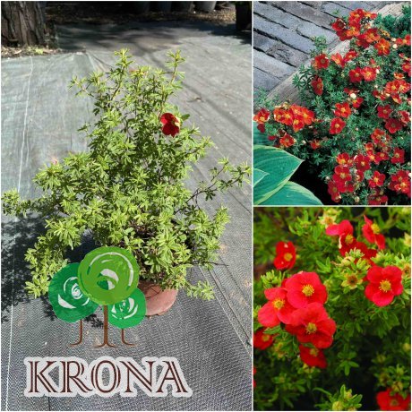 Саджанці купити Перстач чагарниковий (Potentilla fruticosa) "Marian Red Robin" / контейнер С5 L