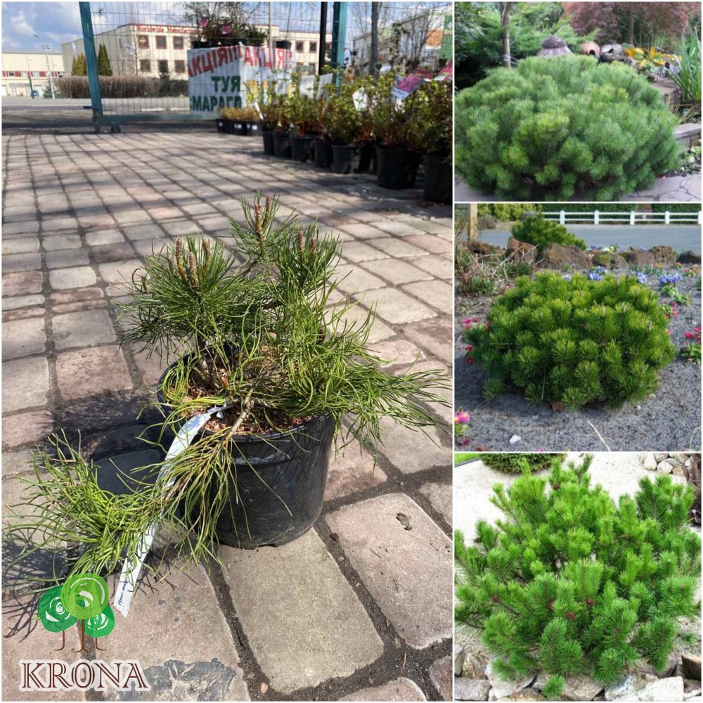 Саджанці купити Сосна гірська (Pinus mugo) "Pumilio" /Н 25-35 см/контейнер 12  L