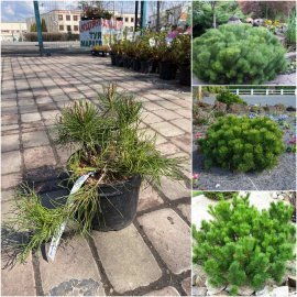 Сосна гірська (Pinus mugo) "Pumilio" /Н 25-35 см/контейнер 12  L