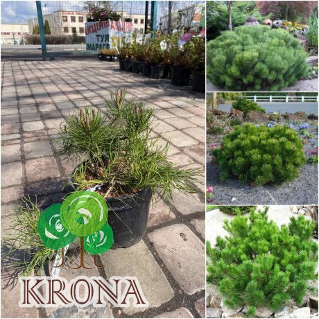 Саджанці купити Сосна гірська (Pinus mugo) "Pumilio" /Н 25-35 см/контейнер 12  L