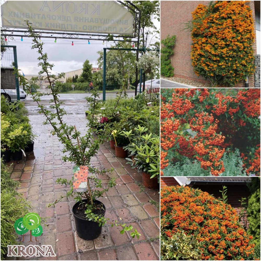 Саджанці купити Пираканта (Pyracantha) "Orange Glow" / контейнер C10 L