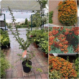 Пираканта (Pyracantha) "Orange Glow" / контейнер C10 L Пираканта (Pyracantha) "Orange Glow" / контейнер C10 L