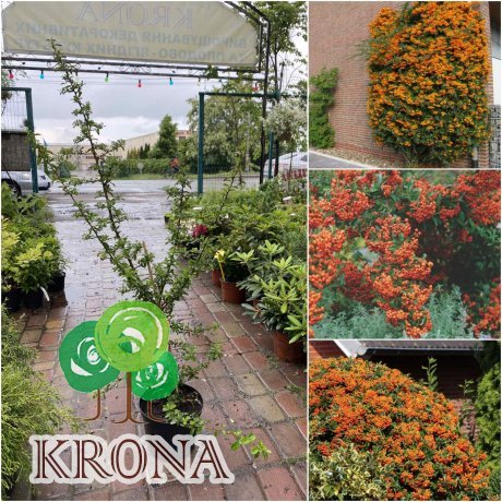Саджанці купити Пираканта (Pyracantha) "Orange Glow" / контейнер C10 L