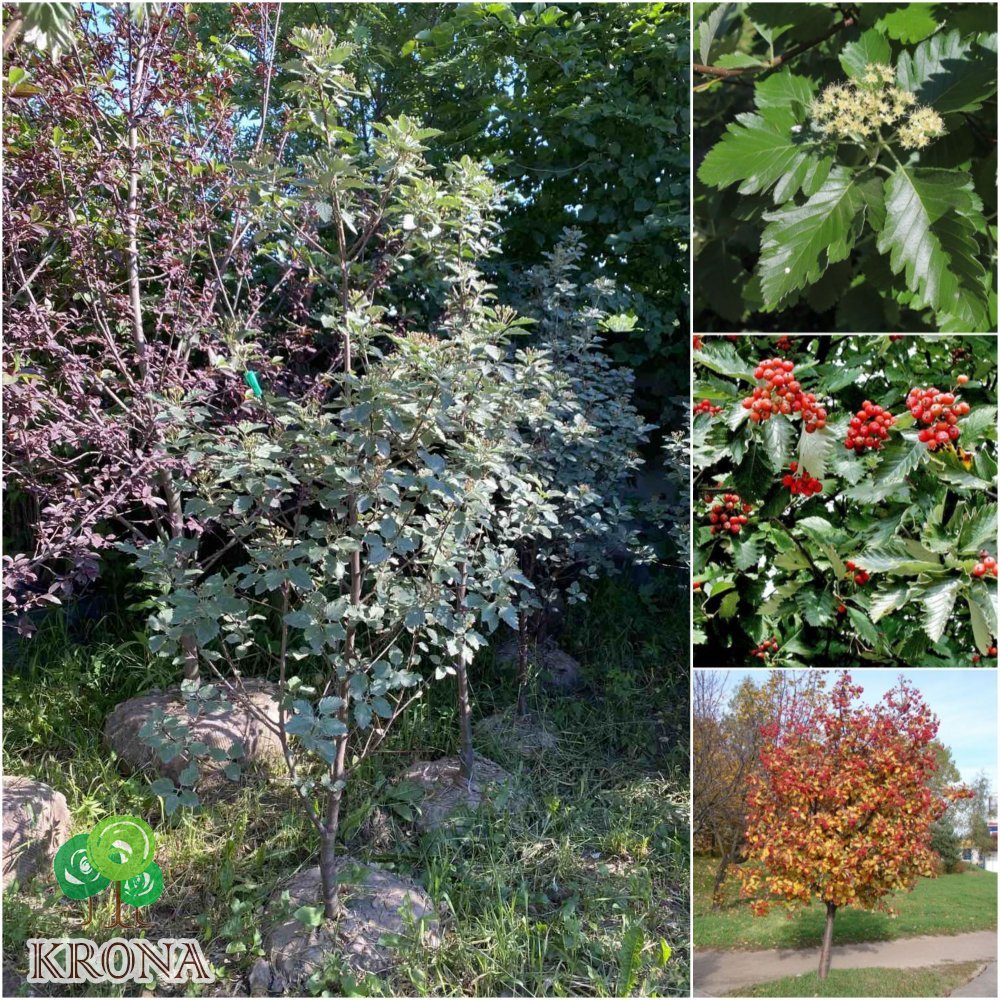 Саджанці купити Горобина проміжна (Sorbus intermedia) скандинавська/шведська /Н 180-200 см/ ком