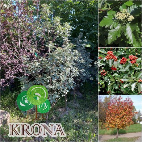 Саджанці купити Горобина проміжна (Sorbus intermedia) скандинавська/шведська /Н 180-200 см/ ком