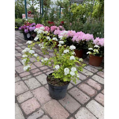 Саджанці купити Спірея Вангутта (Spiraea Vanhouttei) "Gold Fountain"/H 30-40 см/контейнер С3 L