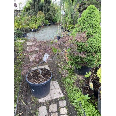 Саджанці купити Клен пальмолистий (Acer palmatum) "Tamukeyama"/H 100-120 см/контейнер С30 L
