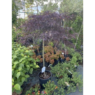 Саджанці купити Клен віяловий (Acer palmatum dissectum) "Garnet"/Stam 70-100 см/контейнер C15 L