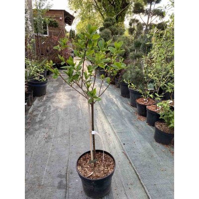 Саджанці купити Гортензія волотиста  (Hydrangea paniculata) "Early Sensation"/Stam 60-80 см/контейнер С7.5 L