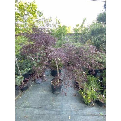 Саджанці купити Клен віяловий (Acer palmatum dissectum) "Garnet"/Stam 70-100 см/контейнер C15 L