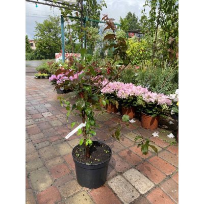 Саджанці купити Слива Блайра (Prunus blireana)/Н 80-100 см/контейнер С5 L