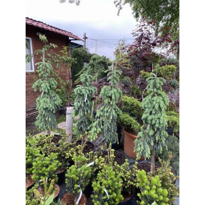Саджанці купити Ялина колюча (Picea pungens) "Glauca Pendula"/H 120-130 см/контейнер С30 L